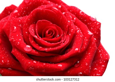 91,871 Red rose drop Images, Stock Photos & Vectors | Shutterstock