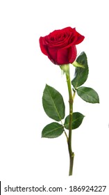 beautiful red rose on a white background 