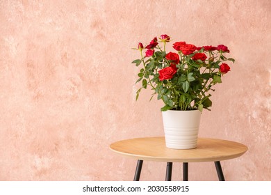 Beautiful Red Rose In Pot On Table Near Color Wall