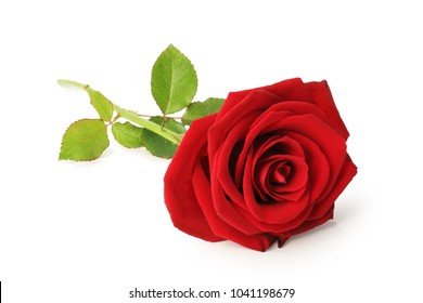Beautiful red rose (Rosaceae) isolated on white background, inclusive clipping path without shade, Germany