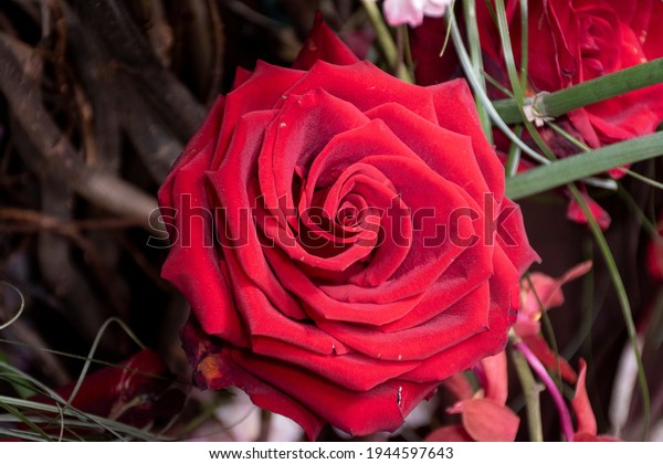 Beautiful Red Rose Symbol Love Decorating Stock Photo 1944597643