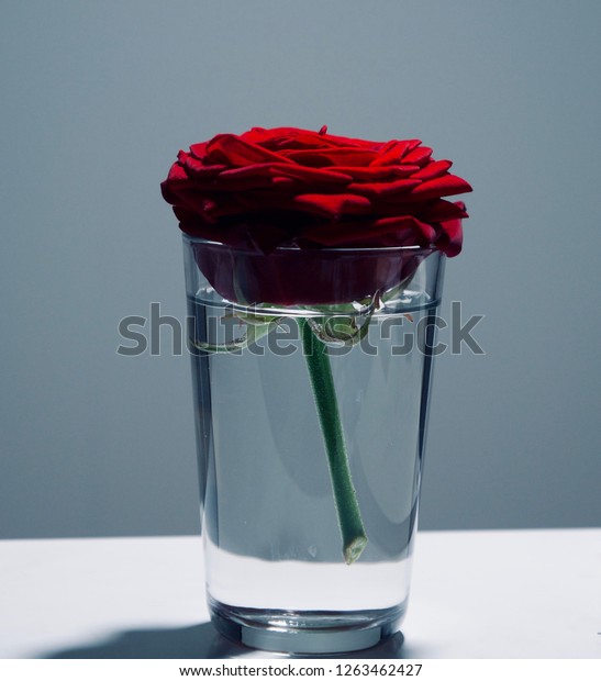 Beautiful Red Rose Water Cup Newspaper Stock Photo Edit Now