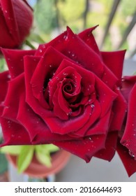 Beautiful Red Rose Water Droplets