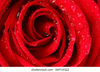 Beautiful Red Rose With Water Droplets.