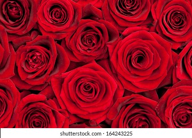 Beautiful Red Roses