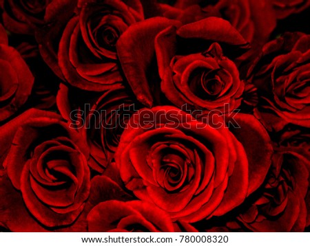 Beautiful red roses 