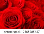 Beautiful red roses as a background, close up