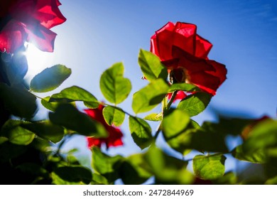 Beautiful red roses backlit with a clear blue sky - Powered by Shutterstock