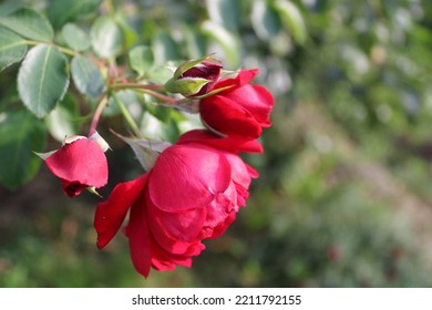 Beautiful Red Roses Bloom Focused, Green Background. Flower Blooming Concept.