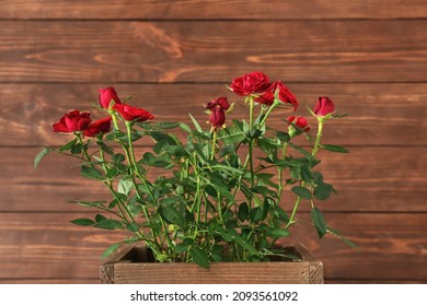 Beautiful Red Roses In Box On Dark Wooden Background