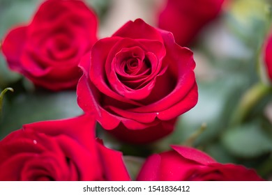 English Red Roses Stock Photo (Edit Now) 1253173249