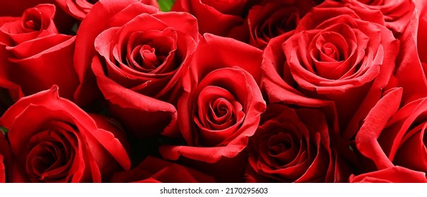 Hermosas rosas rojas 