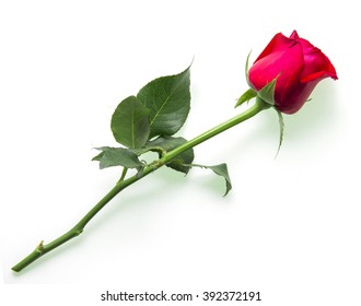 Beautiful Red Roses Isolated On White Background.