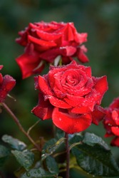 Beautiful Red Roses On A Background Of Green Leaves