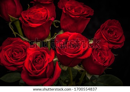 beautiful red roses on a black background
