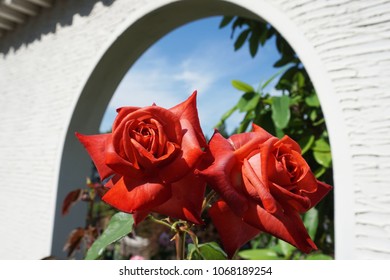 Beautiful Red Roses Over An Arch Door At Aramaki Rose Park, Itami, Hyogo, Japan