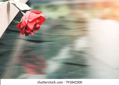 Beautiful Red Roses Place On Wooden Floor Reflexion On Water