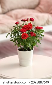 Beautiful red roses in pot on table