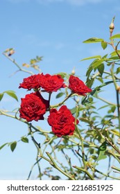 Beautiful Red Roses In The Sunny Blue Autumn Sky