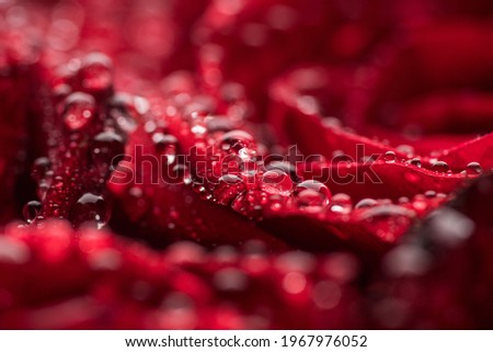 Beautiful red roses with waterdrops. Selective focus. Shallow depth of field.