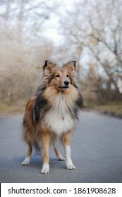 Beautiful Red Sable Shetland Sheepdog Standing In The Park And Looking At His Owner