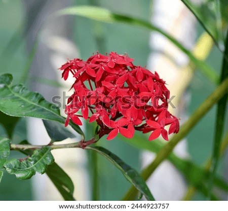 Beautiful Red Scarlet Jungleflame Flowers