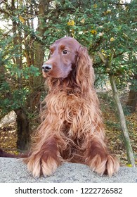 Beautiful Red Setter Dog Stands Up At Wall To Say Hi To Passers By