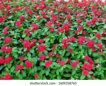 The Beautiful Red Snail, Vinca Cora Red Has Large Red Blooms With Glossy Green Leaves. Vintage Flower Patterns Are Blooming Beautifully In The Garden. Background For Graphic Design.