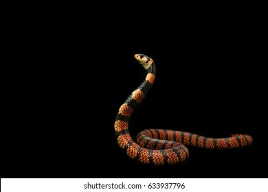 Beautiful Red Snake From Namibia Name Coral Cobra, The Snake Spreading Hood And Prepare To Fight, Background For Natural Or Exotic Pet, Black Copy Space