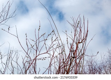 Beautiful Red Spring Twigs Willows With Fluffy Flowers And Kidneys, The Spring Concept Of Easter And The Awakening Of Nature, The First Signs Of Spring.