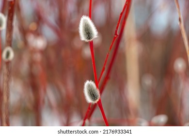 Beautiful Red Spring Twigs Willows With Fluffy Flowers And Kidneys, The Spring Concept Of Easter And The Awakening Of Nature, The First Signs Of Spring.