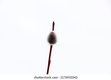 Beautiful Red Spring Twigs Willows With Fluffy Flowers And Kidneys, The Spring Concept Of Easter And The Awakening Of Nature, The First Signs Of Spring.