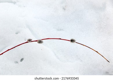 Beautiful Red Spring Twigs Willows With Fluffy Flowers And Kidneys, The Spring Concept Of Easter And The Awakening Of Nature, The First Signs Of Spring.