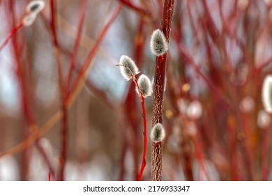 Beautiful Red Spring Twigs Willows With Fluffy Flowers And Kidneys, The Spring Concept Of Easter And The Awakening Of Nature, The First Signs Of Spring.