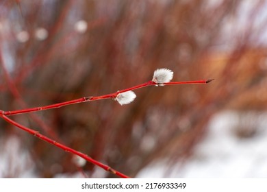 Beautiful Red Spring Twigs Willows With Fluffy Flowers And Kidneys, The Spring Concept Of Easter And The Awakening Of Nature, The First Signs Of Spring.