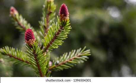 Beautiful Red Spruce Sprout At The Fir Tree. Close Up.
Blurred Background.