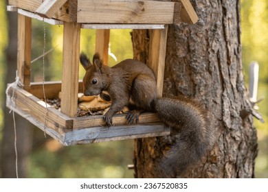 A beautiful red squirrel climbs a tree in search of food. A squirrel sits in a feeder eating nuts and seeds close-up. - Shutterstock ID 2367520835