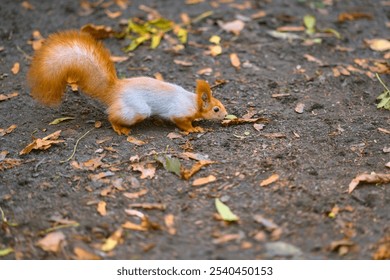 A beautiful red squirrel with a fluffy tail searches for food on the ground. A squirrel close-up on the ground among autumn leaves. - Powered by Shutterstock