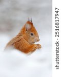 Beautiful red squirrel in wet snow