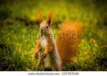 curious gray squirrel looking at camera