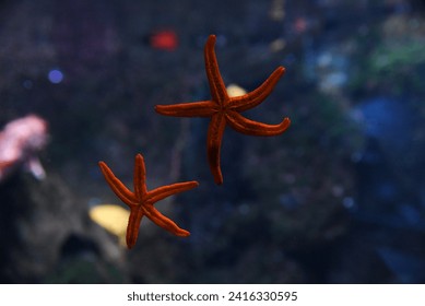 Beautiful red starfish swimming in the aquarium.