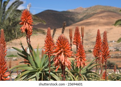 beautiful red succulent aloe plant flower with blue sky