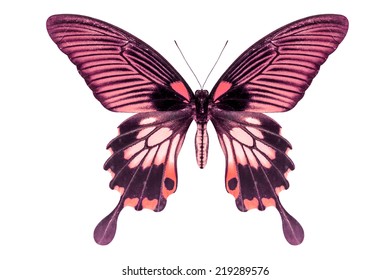 red swallowtail butterfly