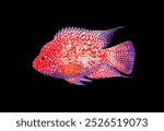 A beautiful Red Texas Cichlid (Cichlasoma sp.) on isolated black background. It is an intergeneric hybrid of Herichthys and Amphilophus parents. 