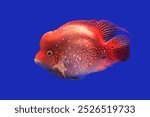 A beautiful Red Texas Cichlid (Cichlasoma sp.) on isolated blue background. It is an intergeneric hybrid of Herichthys and Amphilophus parents. 