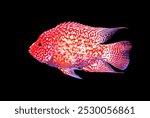 A beautiful Red Texas Cichlid (Cichlasoma sp.) on isolated black background. It is an intergeneric hybrid of Herichthys and Amphilophus parents. 