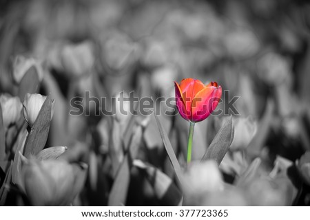 Similar – Red Tulip Tulip blossom