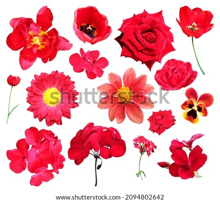 Beautiful red tulip, rose, geranium, dahlia, chrysanthemum, verbena, pansy flowers set isolated on white background. Natural floral background. Floral design element
