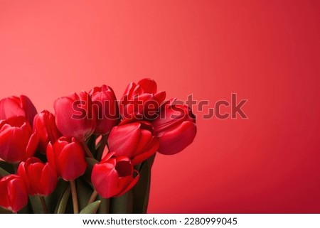 Beautiful red tulips against a red background, making it perfect for the Spring and Easter season. The soft, pastel colors and delicate blooms evoke feelings of renewal and joy.