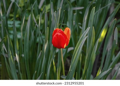 Beautiful red tulips among the green foliage. Close-up of blooming red tulips. Tulip flowers with dark red petals. Colorful tulips bloom in spring. Spring background with red tulip flowers. - Powered by Shutterstock